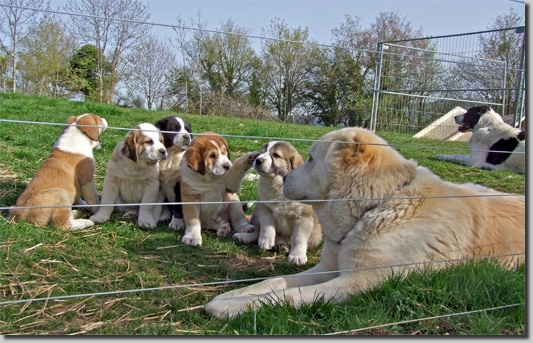 HundeDari09