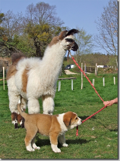 HundeDari10