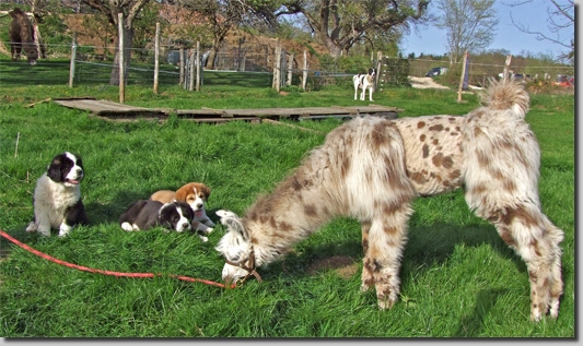 HundeDari12