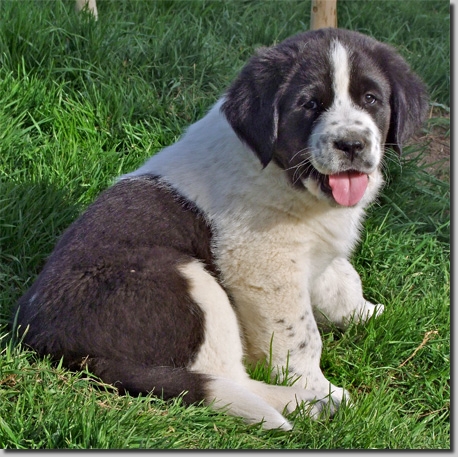 HundeDariGadak