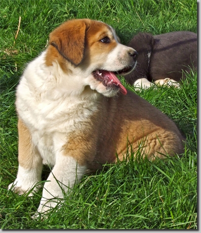 HundeDariGaston
