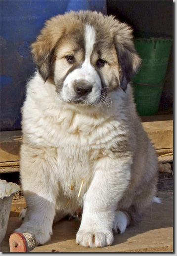 HundeDariGawain