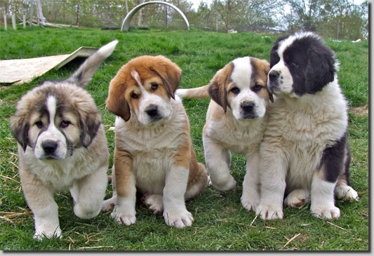 HundeDariGawar4