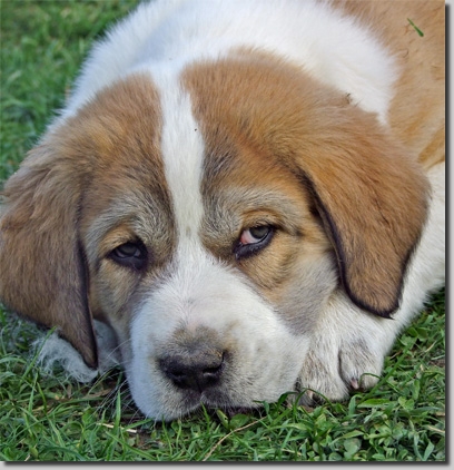 HundeDariGedar