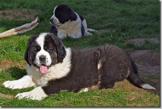 HundeDariGhadir