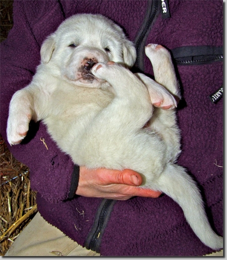 CAOWelpen18111103