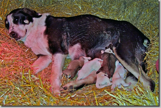 CAOWurf1811111