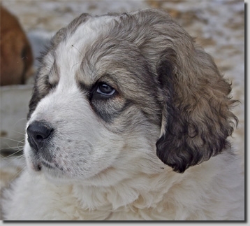 HundeWelpenFeb1102