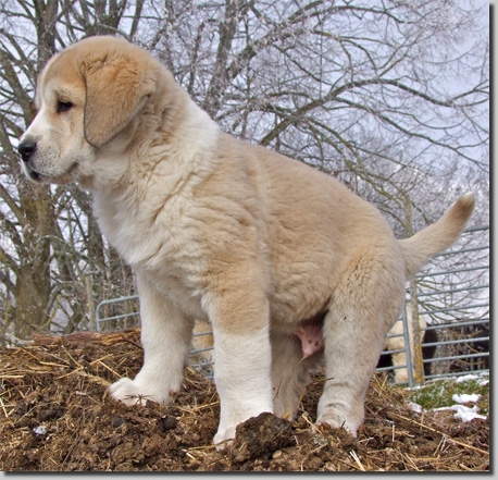 HundeWelpenFeb1104