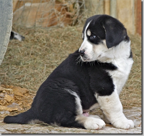 HundeWelpenFeb1105