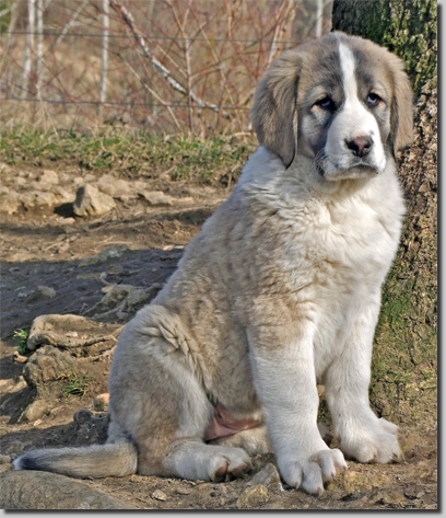 HundeWelpenFeb1106