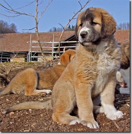 HundeWelpenFeb1107