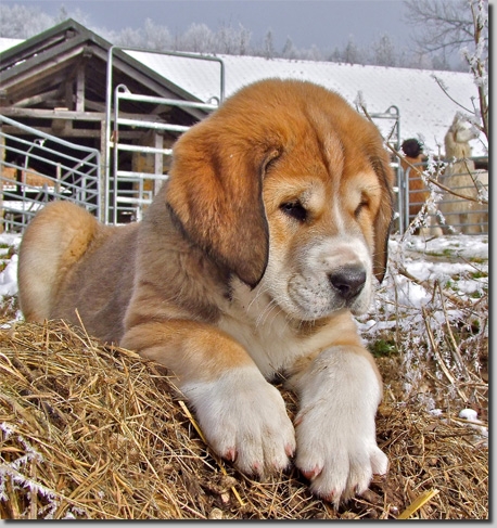 HundeWelpenFeb1108