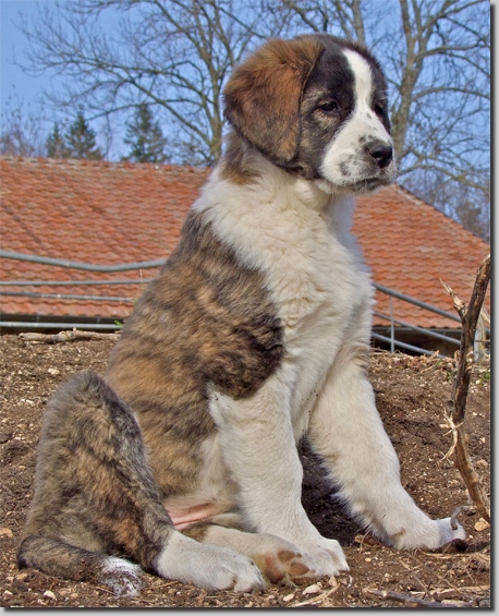 HundeWelpenFeb1109