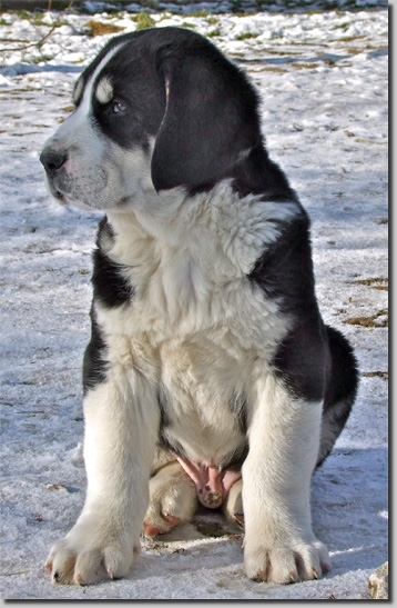 HundeWelpenFeb1110