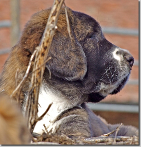 HundeWelpenFeb1111