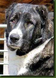 HundeCAOTorogh2