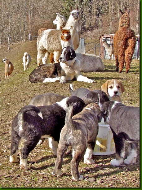 HundeWelpenLamas03