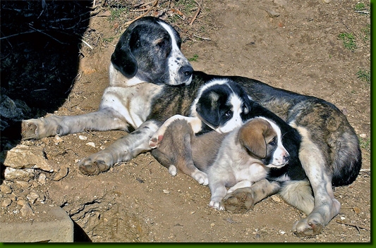 HundeWelpenUsha16