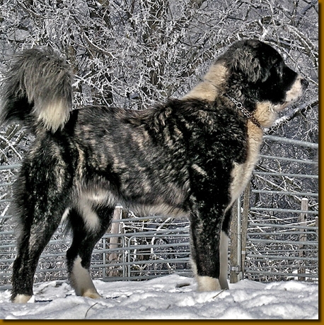 HundeCAOAyrak