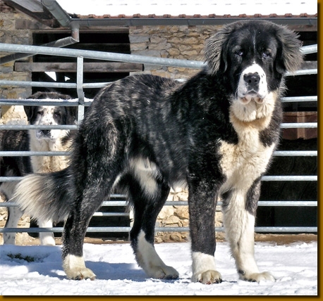 HundeCAOAyrak4