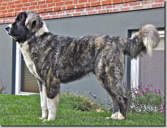 HundeWelpenUrgaKodi2