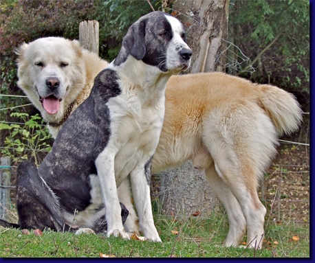 HundeAktashChaabaa