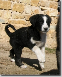 PChanya