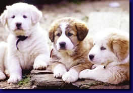 pCHIOTS2