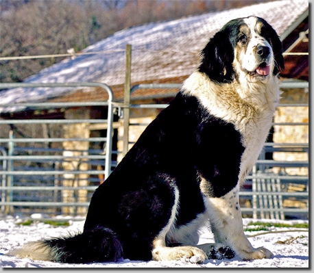 HundeCAO025