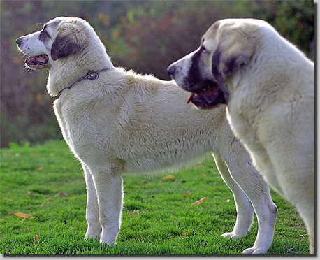 HundeCAO027