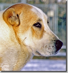 HundeCAO029
