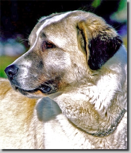 HundeCAO031
