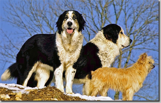 HundeCAO06